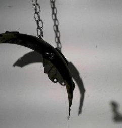 Pare boue avant gauche RENAULT CLIO 2 Photo n°3