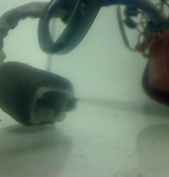 Feu arriere principal droit (feux) KIA CARNIVAL 1 Photo n°3