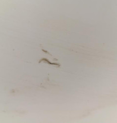 Porte avant droit PEUGEOT 508 1 Photo n°4