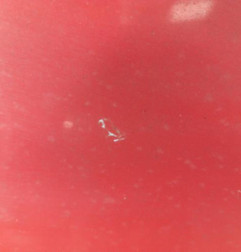 Malle/Hayon arriere RENAULT CLIO 3