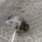 Alternateur FORD TOURNEO CONNECT 2