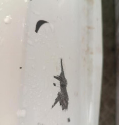 Pare choc arriere RENAULT CLIO 3 Photo n°6