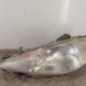 Optique avant principal gauche (feux)(phare) PEUGEOT 206