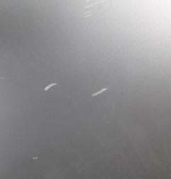 Porte avant droit RENAULT SCENIC 3 Photo n°4