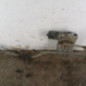 Moteur essuie glace avant RENAULT GRAND SCENIC 2