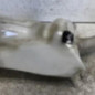 Vase de lave glace CITROEN C4 2