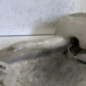 Vase de lave glace RENAULT LAGUNA 1