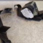 Ceinture arriere gauche NISSAN QASHQAI 1