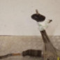 Cremaillere assistee PEUGEOT BOXER 3