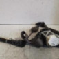 Ceinture avant droit RENAULT CLIO 3