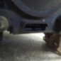 Optique avant principal droit (feux)(phare) RENAULT GRAND ESPACE 4