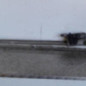 Moteur essuie glace avant RENAULT MODUS