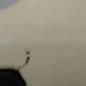 Retroviseur gauche NISSAN MICRA 3