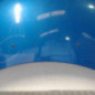 Capot PEUGEOT 307