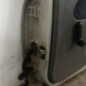 Porte arriere droit RENAULT CLIO 2