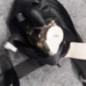 Ceinture avant droit RENAULT MODUS