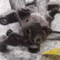 Etrier arriere gauche (freinage) PEUGEOT 2008 1