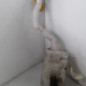 Vase de lave glace RENAULT TWINGO 2