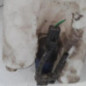 Vase de lave glace RENAULT TWINGO 2