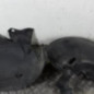 Pare boue avant gauche RENAULT MEGANE 3