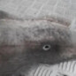 Absorbeur de pare choc arriere AUDI A4 2