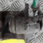 Etrier arriere gauche (freinage) RENAULT TRAFIC 2