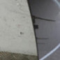 Porte arriere droit VOLKSWAGEN TOURAN 1