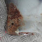 Aile avant droit FORD C-MAX 1