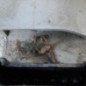 Feu arriere principal gauche (feux) FORD TRANSIT 3