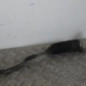 Cremaillere assistee RENAULT SCENIC 3
