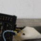 Commodo phare RENAULT CLIO 2
