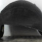 Pare boue arriere gauche PEUGEOT 5008 1