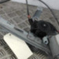 Leve vitre electrique avant droit PEUGEOT 206