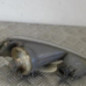 Anti brouillard gauche (feux) CITROEN C5 2