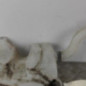 Vase de lave glace CITROEN BERLINGO 1