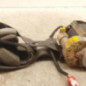 Ceinture avant droit MITSUBISHI PAJERO 3