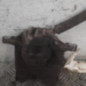 Etrier avant droit (freinage) CITROEN C4 1