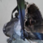 Boite de vitesses RENAULT CLIO 2