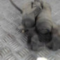 Etrier arriere gauche (freinage) VOLKSWAGEN GOLF 7