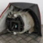 Feu arriere principal droit (feux) VOLKSWAGEN GOLF 5