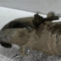 Etrier arriere droit (freinage) OPEL ASTRA K