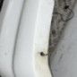 Pare choc arriere PEUGEOT 306