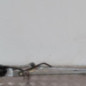 Moteur essuie glace avant CITROEN XSARA