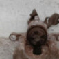 Etrier arriere gauche (freinage) RENAULT CLIO 3