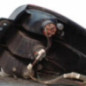 Feu arriere principal gauche (feux) SUZUKI SX4 1