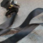 Ceinture avant droit PEUGEOT 308 1