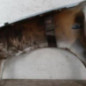Aile avant droit VOLKSWAGEN POLO 3