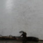 Cremaillere assistee CITROEN JUMPER 1