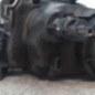 Optique avant principal gauche (feux)(phare) PEUGEOT 306