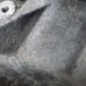 Boite de vitesses VOLKSWAGEN POLO 4